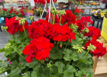 beautiful red geraniums hanging basket for sale in the breezy acres garden center
